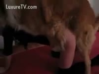 Mutt ends up in the cookie of a hawt slutwife